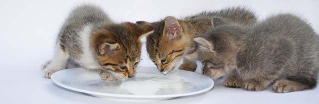 Kittens